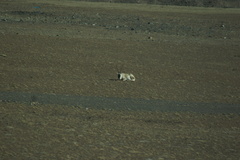 Pantholops hodgsonii