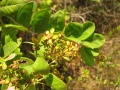 Glicophyllum arcanum