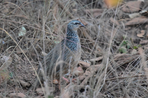Hildebrandt's Spurfowl (Pternistis hildebrandti), photo 6