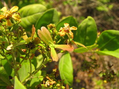 Glicophyllum arcanum