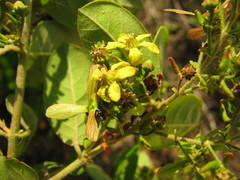 Glicophyllum arcanum