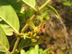 Glicophyllum arcanum