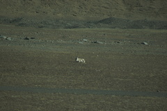 Pantholops hodgsonii