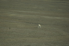 Pantholops hodgsonii