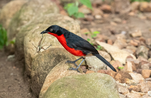 Black-headed Gonolek