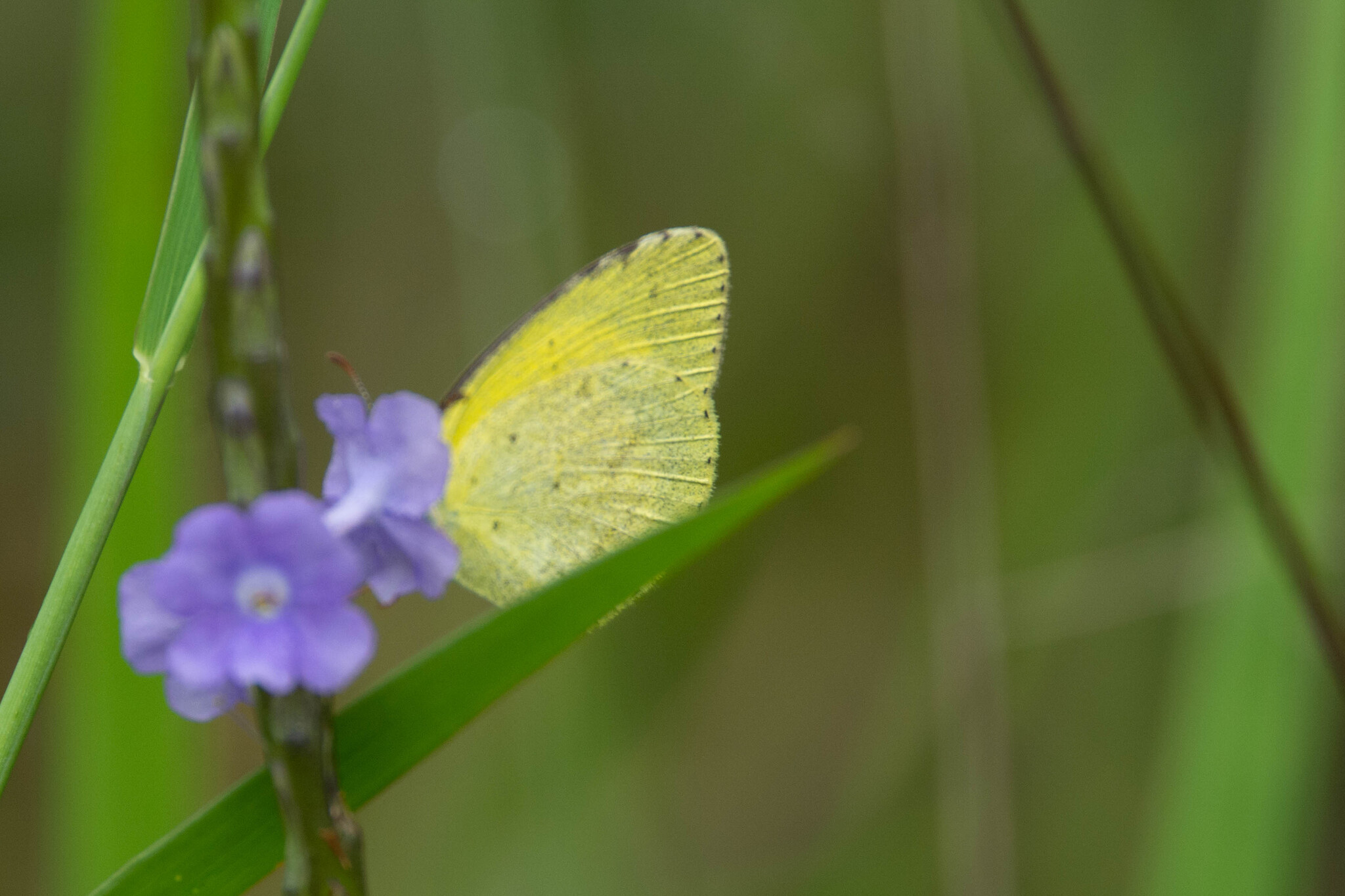 Small Grass Yellow