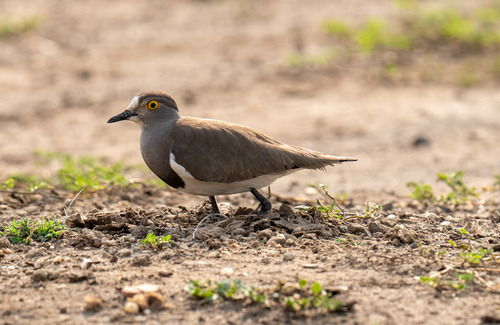 Senegal Lapwing