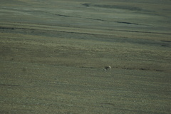 Pantholops hodgsonii