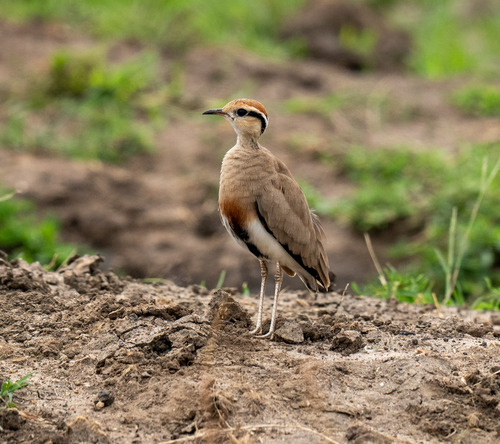 Temminck's Courser
