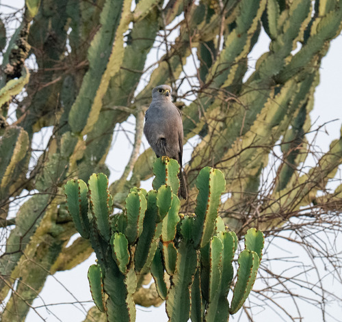 Gray Kestrel