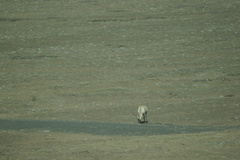 Pantholops hodgsonii