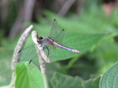Erythrodiplax avittata