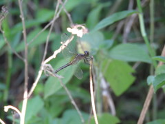 Erythrodiplax avittata