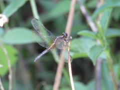 Erythrodiplax avittata