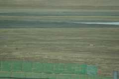 Pantholops hodgsonii