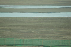 Pantholops hodgsonii