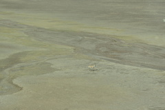 Pantholops hodgsonii