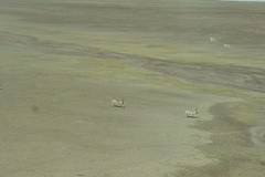 Pantholops hodgsonii