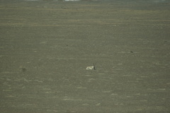 Pantholops hodgsonii