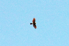 Accipiter virgatus