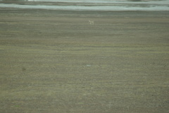 Pantholops hodgsonii