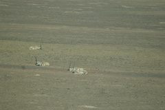 Pantholops hodgsonii