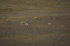 Pantholops hodgsonii