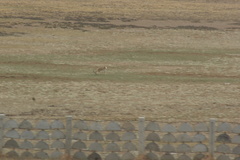 Procapra picticaudata