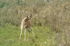 Procapra picticaudata