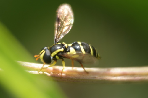 Superb Ant-hill Hoverfly, Alkmaar, Nederland, photo 7 of 10