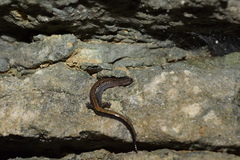 Plethodon dorsalis