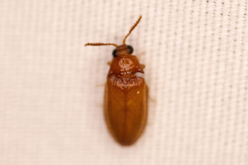 Texas Beetle