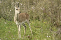 Procapra picticaudata