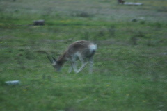 Procapra picticaudata