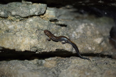 Plethodon dorsalis