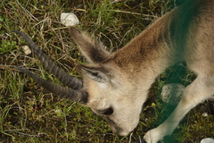 Procapra picticaudata