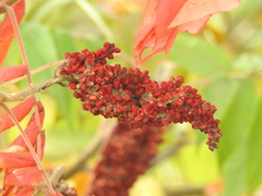 Rhus × borealis