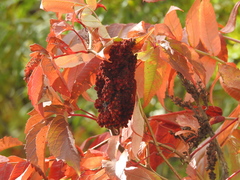 Rhus × borealis