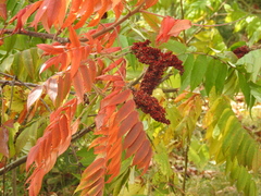 Rhus × borealis