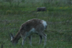 Procapra picticaudata