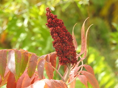 Rhus × borealis