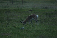 Procapra picticaudata