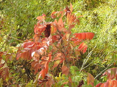 Rhus × borealis