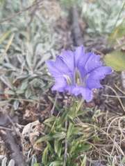 Gentiana grandiflora, photograph (c) open_a_ir, some rights reserved (CC BY)