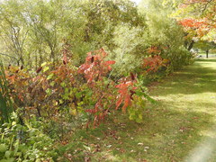 Rhus × borealis