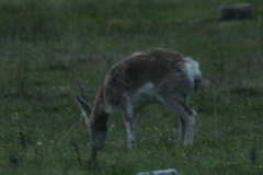 Procapra picticaudata