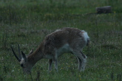 Procapra picticaudata