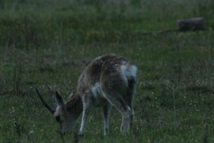 Procapra picticaudata