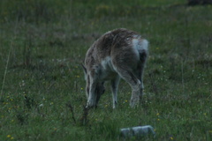 Procapra picticaudata