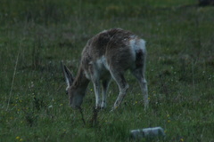 Procapra picticaudata